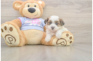 Meet Marty - our Teddy Bear Puppy Photo  2/3 - Puppy Love PR Teddy Bear Puppy for Adoption