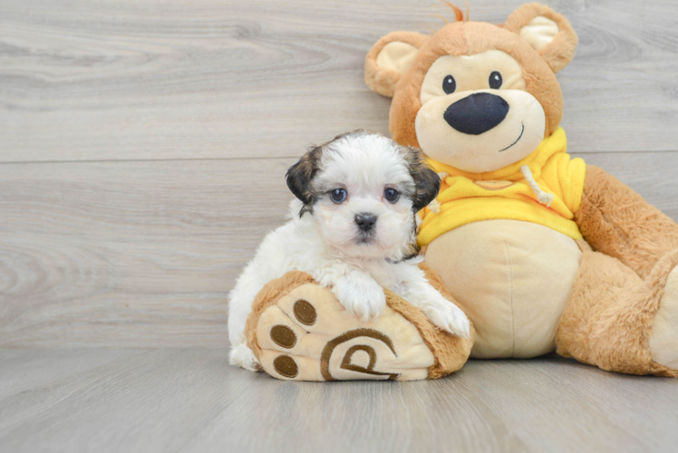 Meet Melissa - our Teddy Bear Puppy Photo 1/3 - Puppy Love PR Teddy Bear Puppy for Adoption