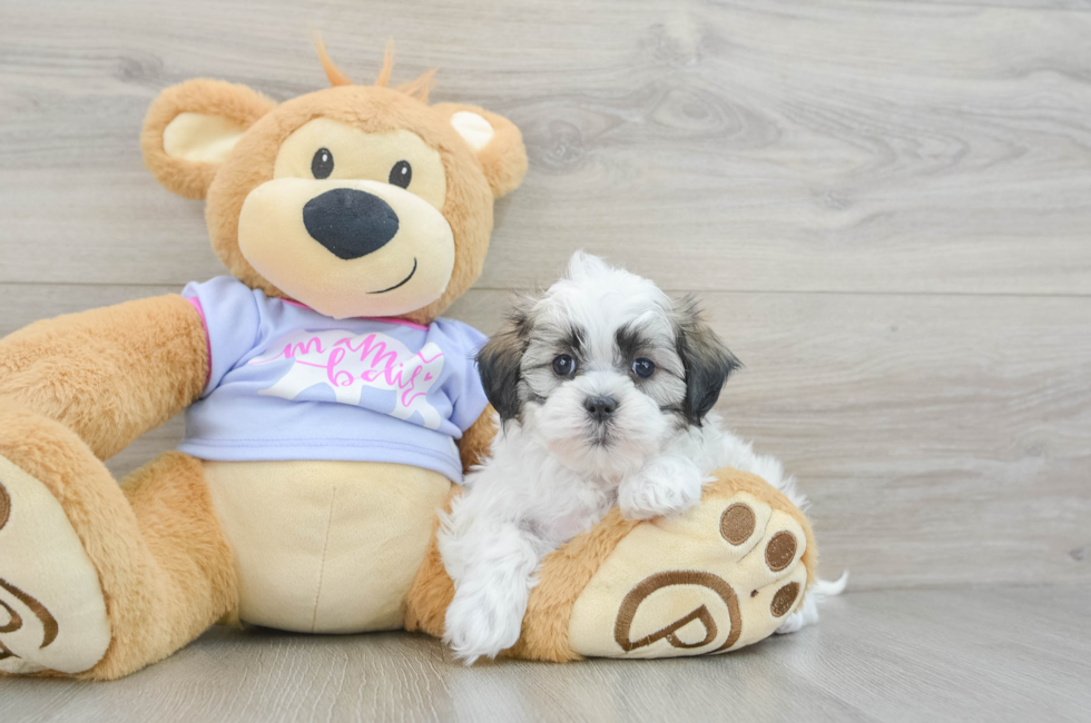 6 week old Teddy Bear Puppy For Sale - Puppy Love PR