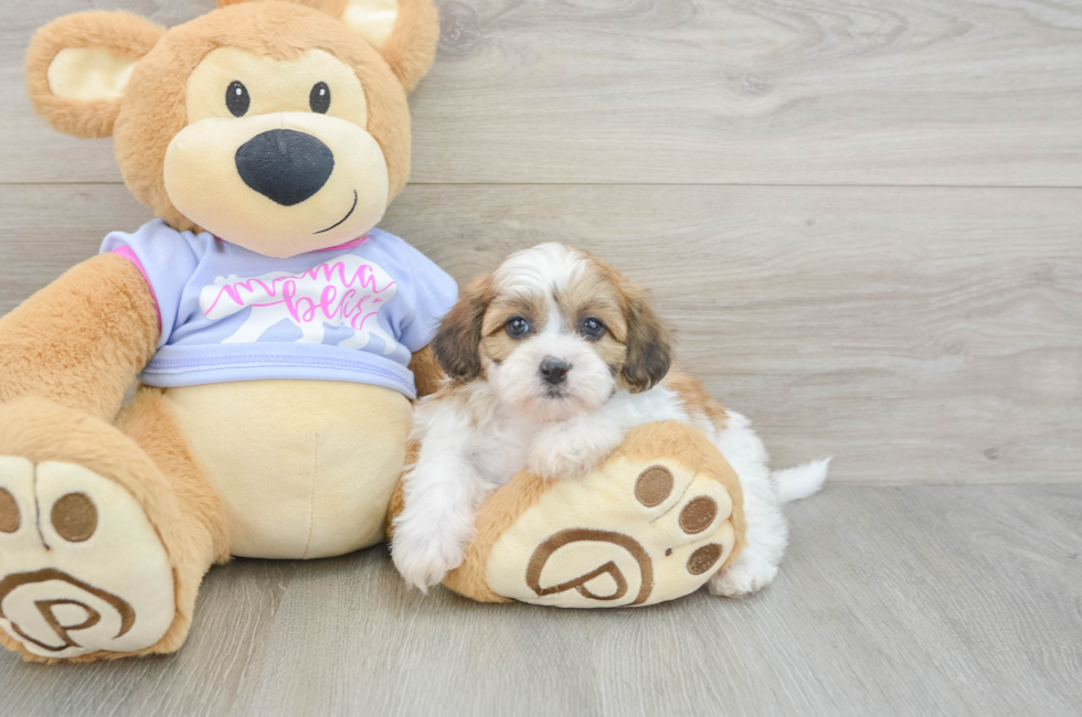 5 week old Teddy Bear Puppy For Sale - Puppy Love PR