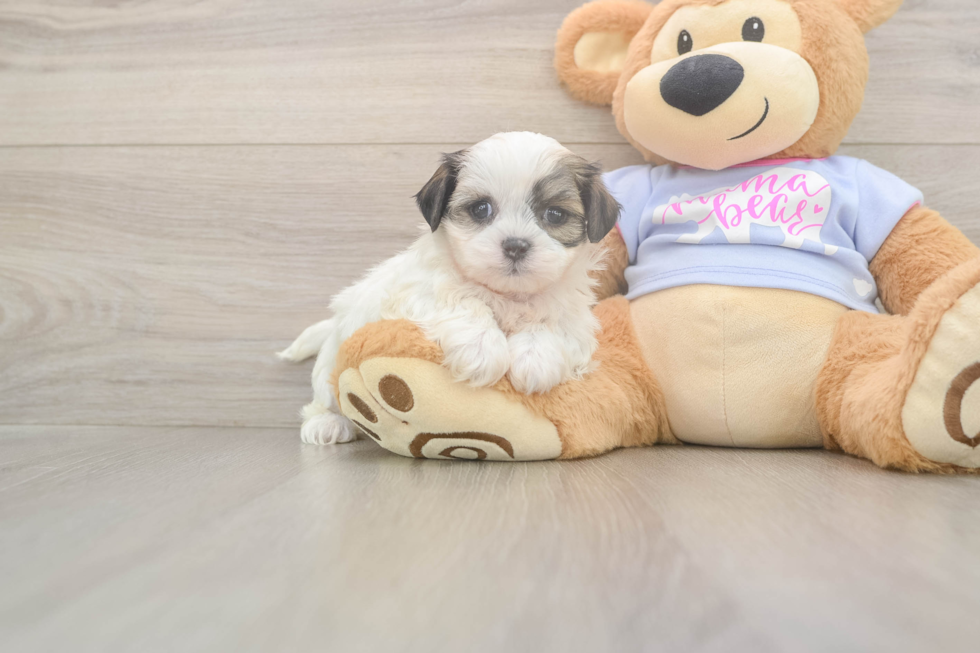 Meet Melissa - our Teddy Bear Puppy Photo  1/3 - Puppy Love PR Teddy Bear Puppy for Adoption
