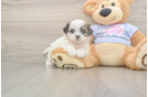 Meet Melissa - our Teddy Bear Puppy Photo  1/3 - Puppy Love PR Teddy Bear Puppy for Adoption