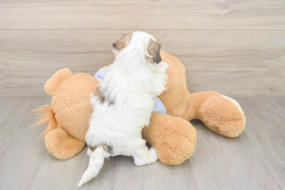 Meet Melissa - our Teddy Bear Puppy Photo  3/3 - Puppy Love PR Happy Teddy Bear Baby