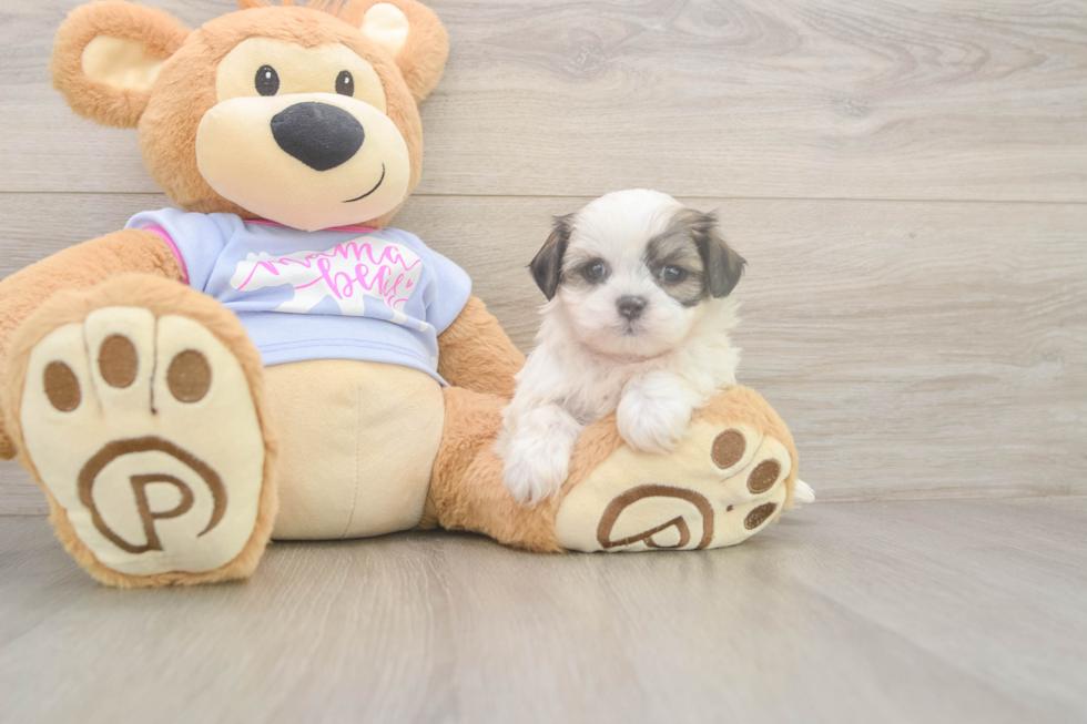 Meet Melissa - our Teddy Bear Puppy Photo  2/3 - Puppy Love PR Playful Shitzu Designer Puppy