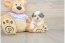 Meet Melissa - our Teddy Bear Puppy Photo  2/3 - Puppy Love PR Playful Shitzu Designer Puppy