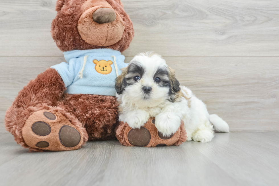 Teddy Bear Puppy for Adoption