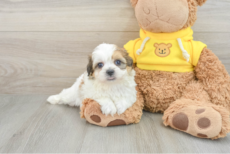 Fluffy Teddy Bear Designer Pup