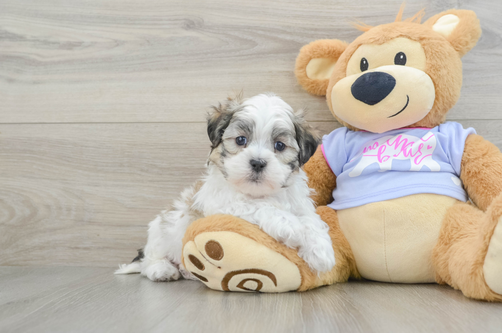 6 week old Teddy Bear Puppy For Sale - Puppy Love PR