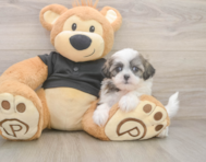 7 week old Teddy Bear Puppy For Sale - Puppy Love PR