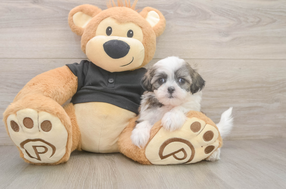 5 week old Teddy Bear Puppy For Sale - Puppy Love PR