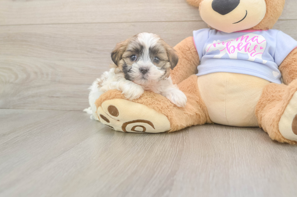 5 week old Teddy Bear Puppy For Sale - Puppy Love PR