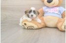 Meet Milo - our Teddy Bear Puppy Photo  1/3 - Puppy Love PR Best Teddy Bear Baby
