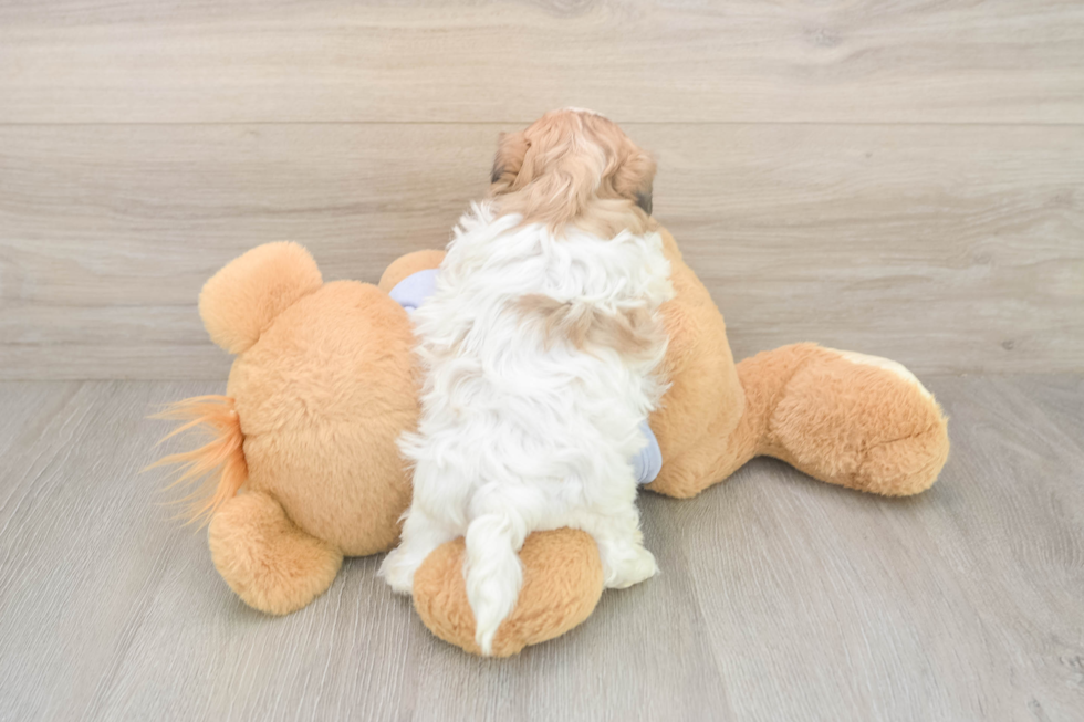 Meet Milo - our Teddy Bear Puppy Photo  3/3 - Puppy Love PR Hypoallergenic Shitzu Designer Puppy