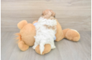 Meet Milo - our Teddy Bear Puppy Photo  3/3 - Puppy Love PR Hypoallergenic Shitzu Designer Puppy