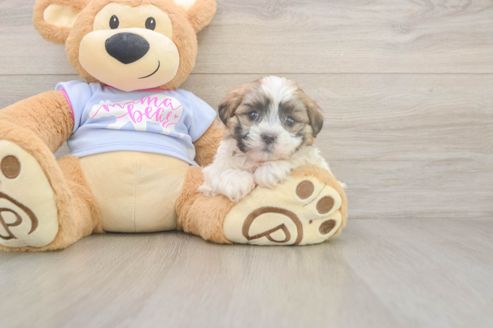 Meet Milo - our Teddy Bear Puppy Photo  2/3 - Puppy Love PR Cute Teddy Bear Baby