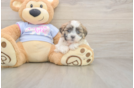 Meet Milo - our Teddy Bear Puppy Photo  2/3 - Puppy Love PR Cute Teddy Bear Baby