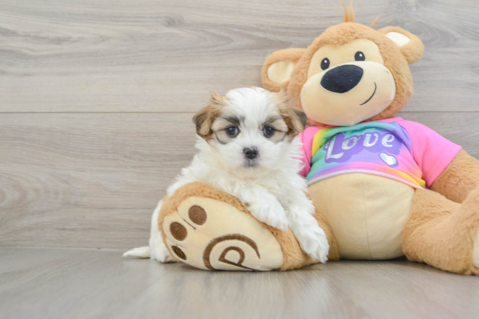 Friendly Teddy Bear Baby