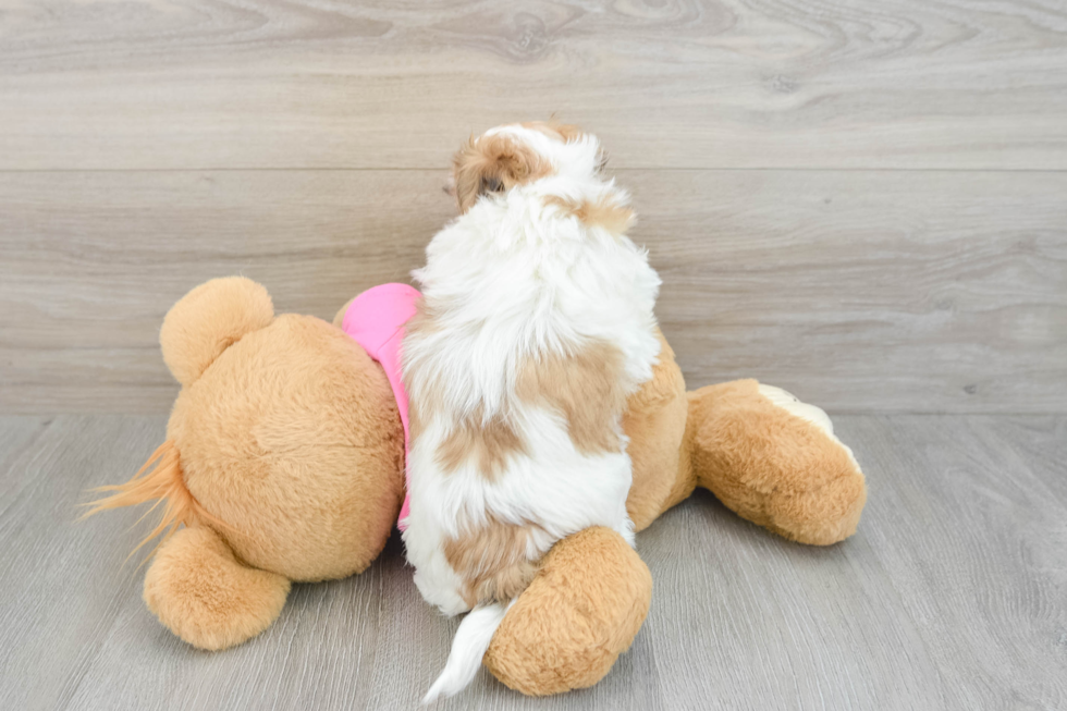Best Teddy Bear Baby