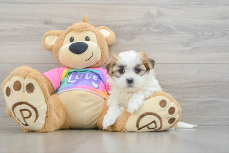 Teddy Bear Puppy for Adoption