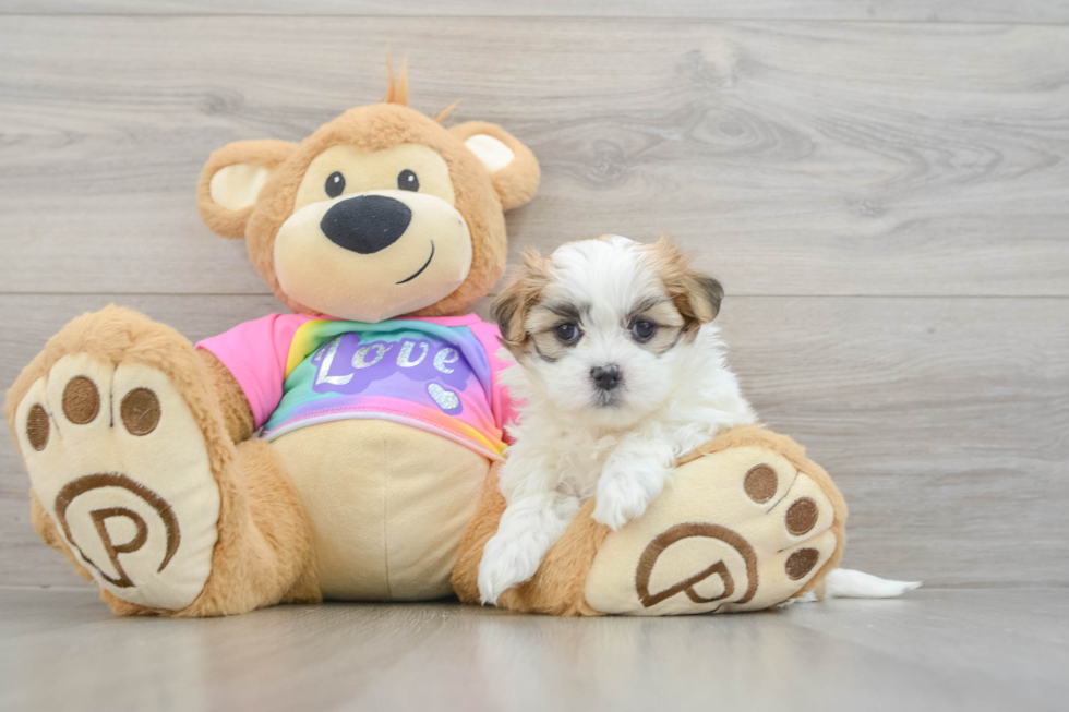 Teddy Bear Puppy for Adoption