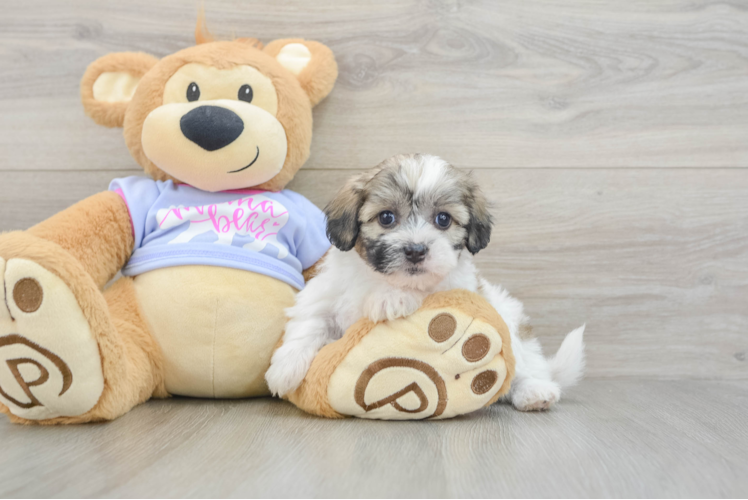 Teddy Bear Puppy for Adoption