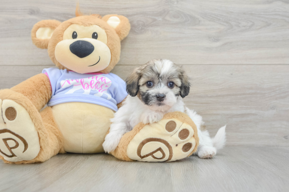 5 week old Teddy Bear Puppy For Sale - Puppy Love PR