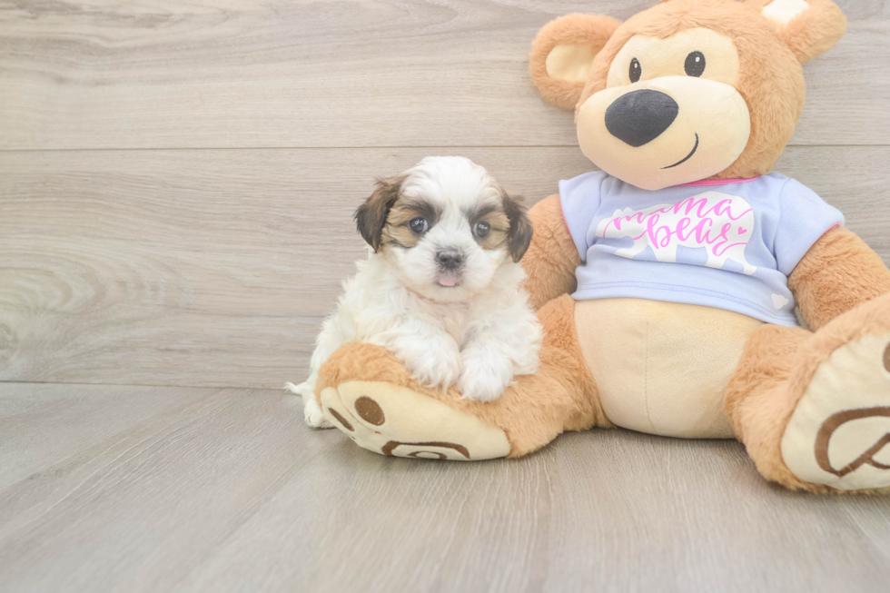 Meet Missy - our Teddy Bear Puppy Photo  2/3 - Puppy Love PR Friendly Teddy Bear Baby
