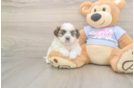 Meet Missy - our Teddy Bear Puppy Photo  2/3 - Puppy Love PR Friendly Teddy Bear Baby