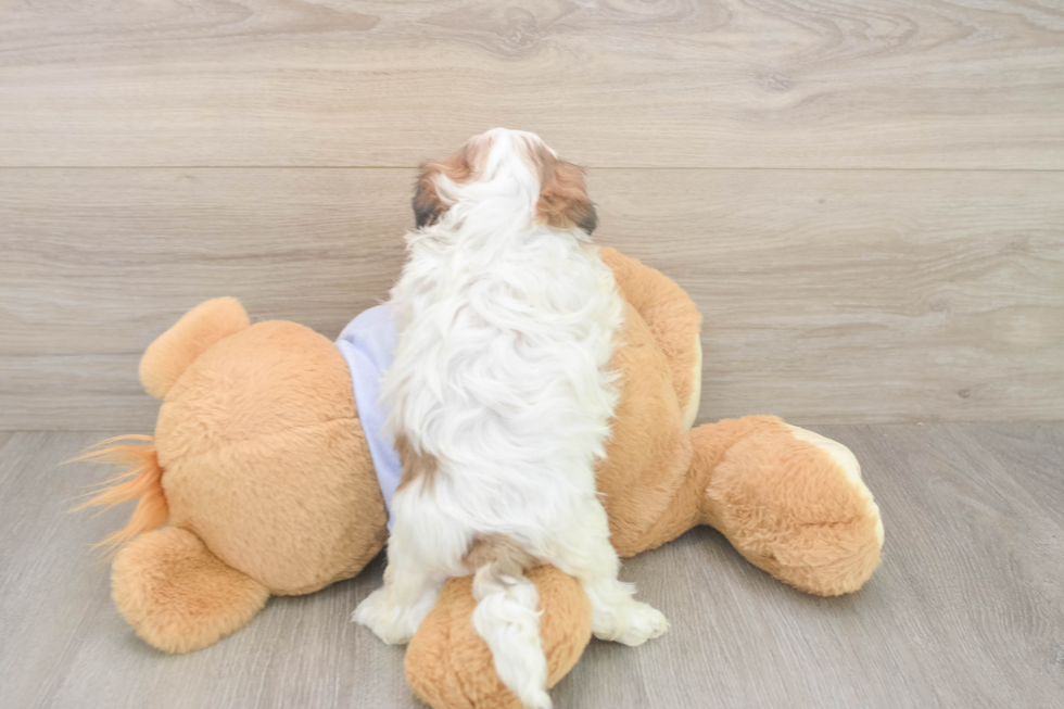 Meet Missy - our Teddy Bear Puppy Photo  3/3 - Puppy Love PR Teddy Bear Puppy for Adoption