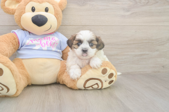 5 week old Teddy Bear Puppy For Sale - Puppy Love PR Teddy Bear Puppy for Adoption