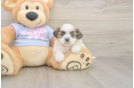 Meet Missy - our Teddy Bear Puppy Photo  1/3 - Puppy Love PR Teddy Bear Puppy for Adoption