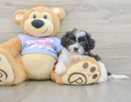 5 week old Teddy Bear Puppy For Sale - Puppy Love PR