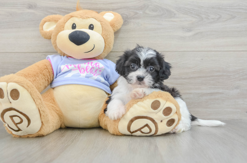 5 week old Teddy Bear Puppy For Sale - Puppy Love PR