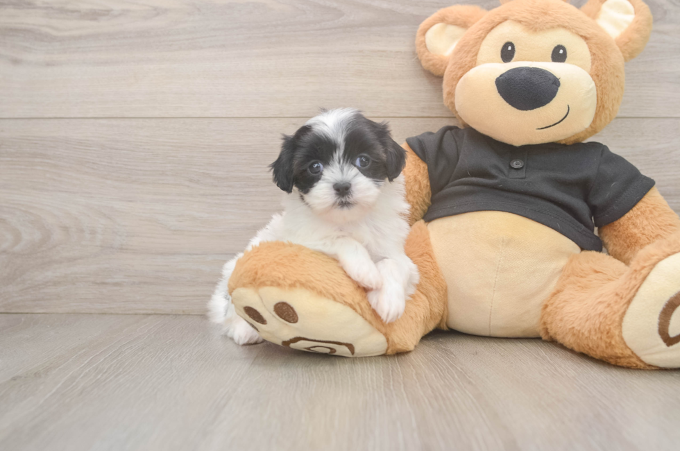5 week old Teddy Bear Puppy For Sale - Puppy Love PR