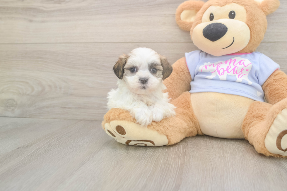 Meet Monica - our Teddy Bear Puppy Photo  2/3 - Puppy Love PR Teddy Bear Puppy for Adoption