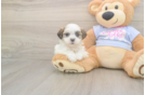 Meet Monica - our Teddy Bear Puppy Photo  2/3 - Puppy Love PR Teddy Bear Puppy for Adoption