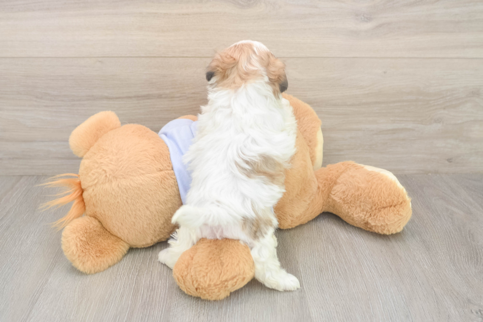 Meet Monica - our Teddy Bear Puppy Photo  3/3 - Puppy Love PR Teddy Bear Pup Being Cute