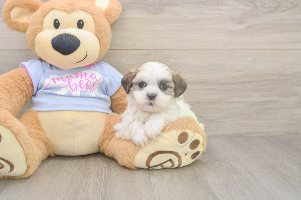 Meet Monica - our Teddy Bear Puppy Photo  1/3 - Puppy Love PR Smart Teddy Bear Designer Pup