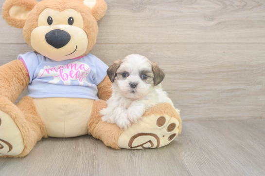 5 week old Teddy Bear Puppy For Sale - Puppy Love PR Smart Teddy Bear Designer Pup