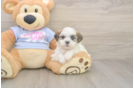 Meet Monica - our Teddy Bear Puppy Photo  1/3 - Puppy Love PR Smart Teddy Bear Designer Pup