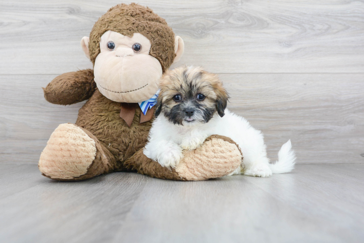 Meet Monica - our Teddy Bear Puppy Photo 1/3 - Puppy Love PR Teddy Bear Puppy for Adoption