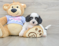 5 week old Teddy Bear Puppy For Sale - Puppy Love PR