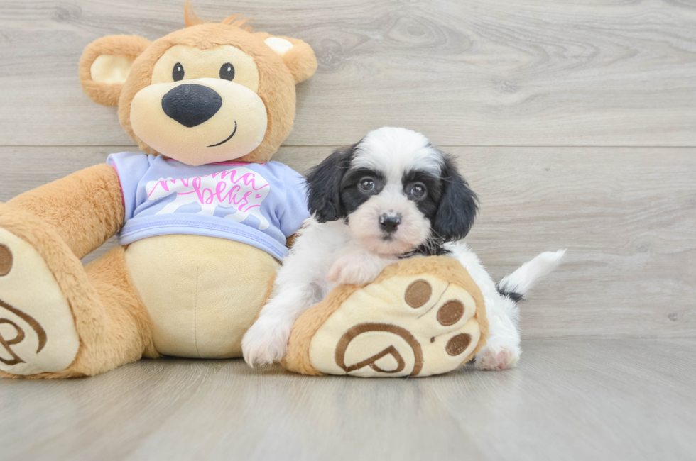 5 week old Teddy Bear Puppy For Sale - Puppy Love PR
