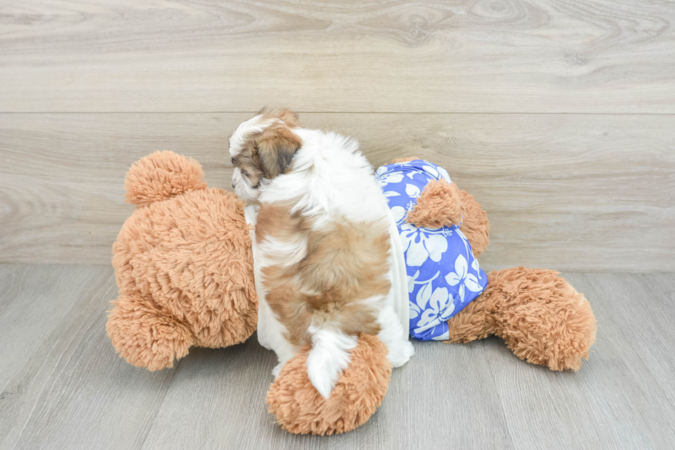 Teddy Bear Pup Being Cute