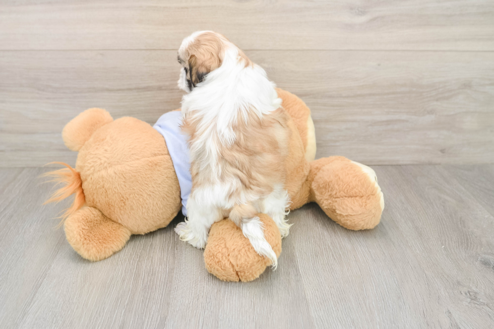 Teddy Bear Puppy for Adoption