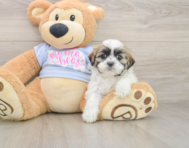 7 week old Teddy Bear Puppy For Sale - Puppy Love PR