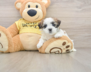 6 week old Teddy Bear Puppy For Sale - Puppy Love PR