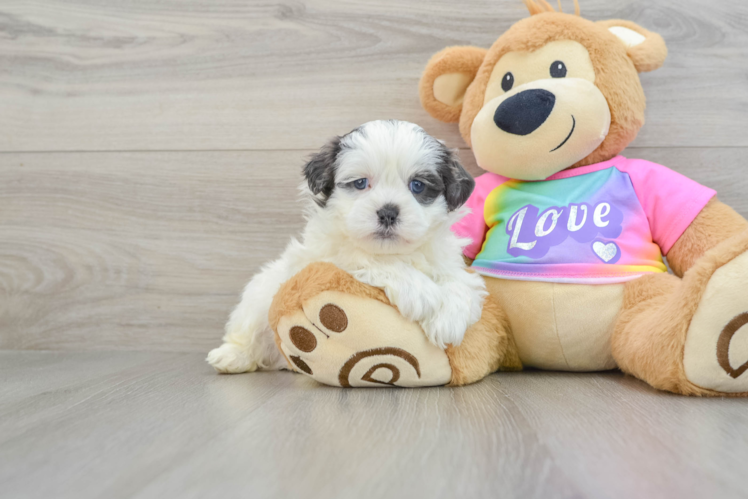 Teddy Bear Pup Being Cute