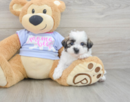 7 week old Teddy Bear Puppy For Sale - Puppy Love PR