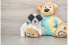 Funny Teddy Bear Designer Pup
